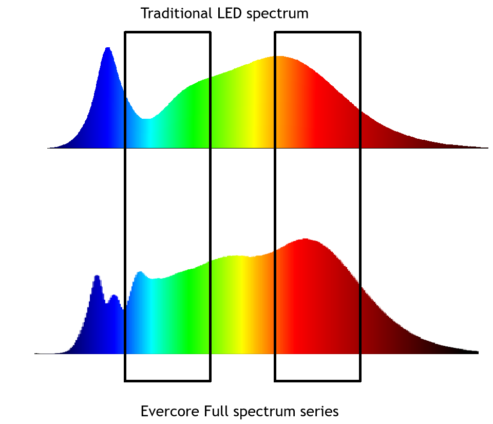 Introducción Evercore
